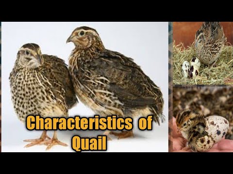 , title : 'Characteristics of Quail | Quail | World of Poultry'