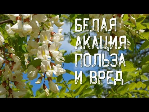 ЦВЕТЫ АКАЦИИ БЕЛОЙ , ЛЕЧЕБНЫЕ СВОЙСТВА (Робиния ложноакациевая)