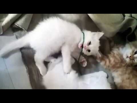 My cute  little  cats😸