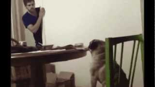 Curl Up And Die — Ultra Carb Diet Stupid Fucking Life