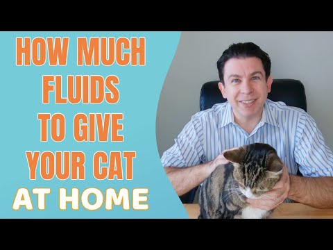 How much fluids to give your cat at home