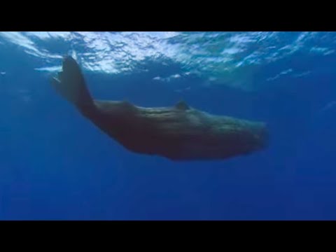 Sperm Whales | Benedict Cumberbatch Narrates South Pacific | BBC Earth
