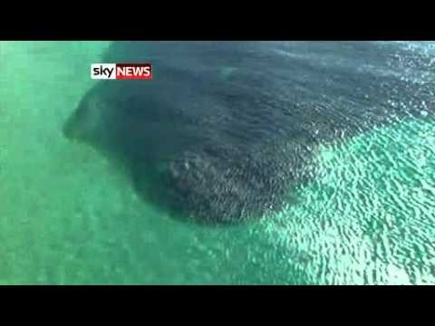 Hundreds Of Tiger Sharks In Feeding Frenzy