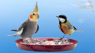 Поделись едой своего попугая с дикими птицами зимой