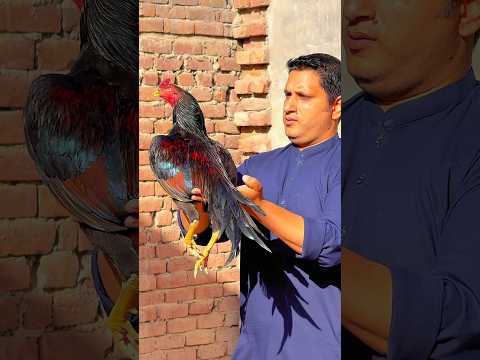 mianwali beautiful aseel murga