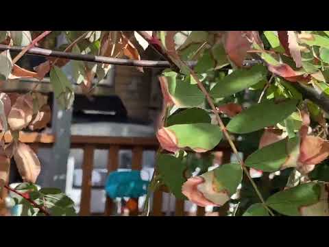 Thumbnail of the embedded YouTube video