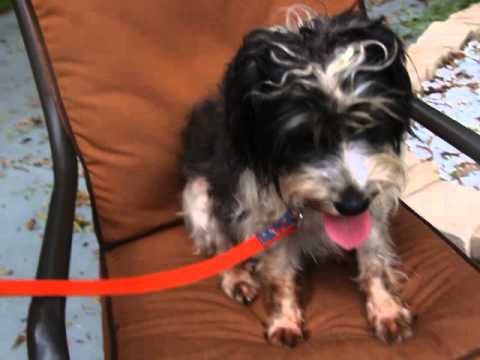 Video of adoptable pet named Kaylene