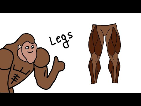 How To Get Big Legs Explained By Ape
