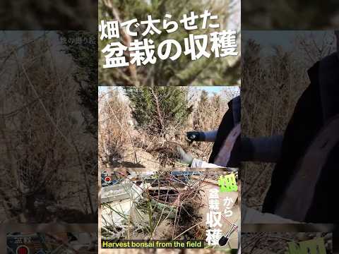 盆栽の手入れ方法は？初心者のためのガーデニングガイド！  庭園