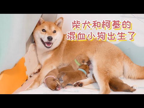 狗狗生小狗