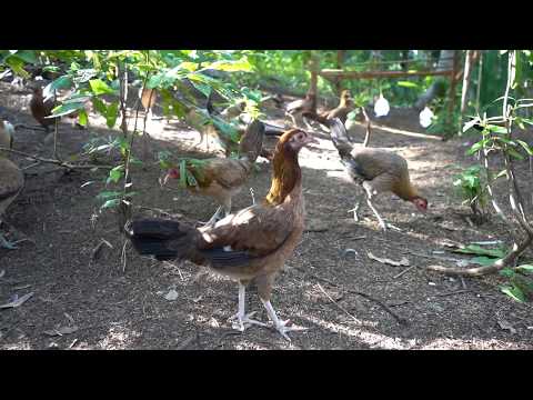 5K Sweater - Blueband Kelso - George Foster Kelso - Gilmore Hatch