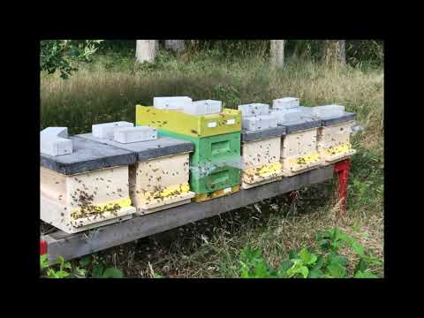 Rückblick 2 Jahre Dunkle Biene Bayern 2019 - 2021 /1