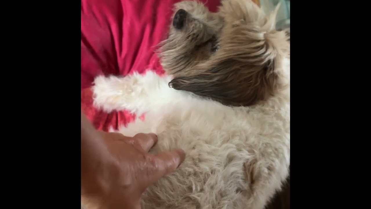 Teil 1: Flucht mit 4 Hunden vor dem Feuer