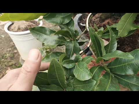 Vặt bớt lá, trẩy bớt lá mai, giúp cây phân tán đều cành nhánh