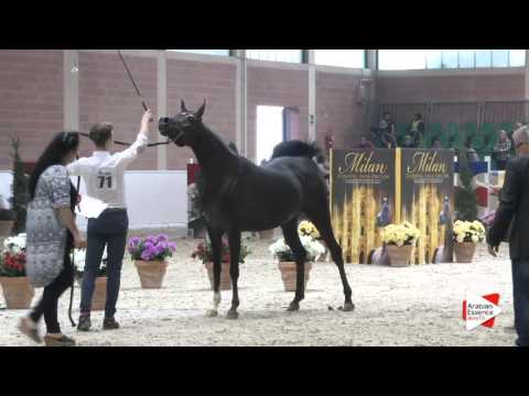 N.71 LB NADIRA - Milan 2016 - Mares 4-6 years old (Class 7)