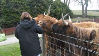 the charge of the highland cows