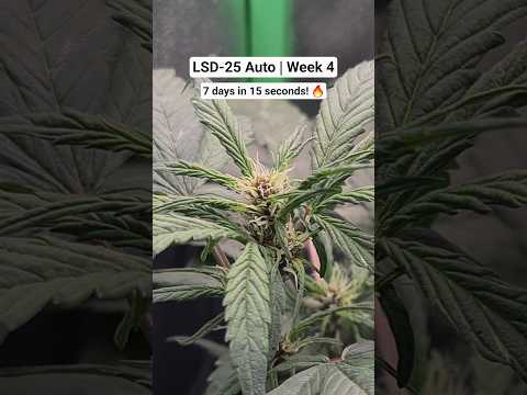 Cannabis Autoflower in Pre-Flower | LSD-25 Auto by FastBuds Week 4