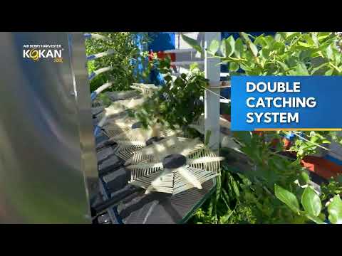 KOKAN 500L AIR HARVESTER With The New Catching System - DISC COMBS