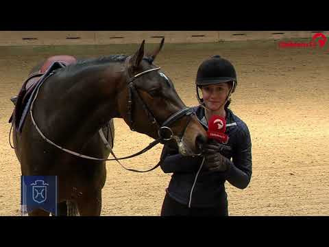 Junghengste im Portrait - Daikon v. Dominator Z - Cassini I