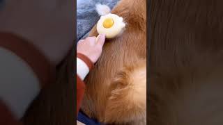 that's alot of pancakes 🥰🥰#cutedog #dog #goldenretriever #shorts