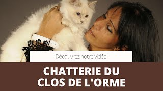 preview picture of video 'Eleveur de chats,bengal,sacré de birmanie,maine coon - Montry (77) - CHATTERIE DU CLOS DE L'ORME'