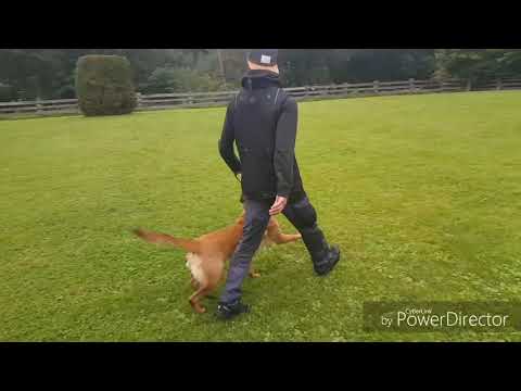 Krusty vom Causa nostre letitia 9 Monate Unterordnung