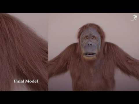 SSE 'Pier' Gold Film Craft