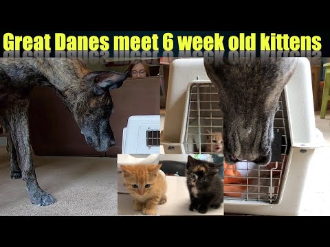 My Great Danes meet 6 week old kittens