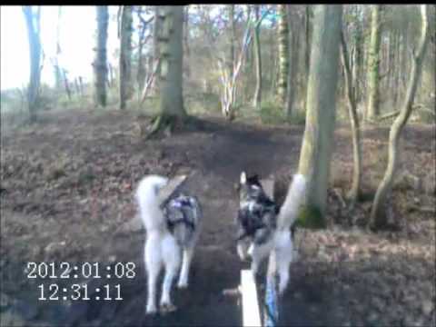 Salcey Forest  Shadow & Nanook   08 01 12