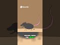 Sickest Punishment Ever  Rat Torture in Human History