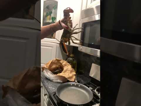 Do lobsters scream? 😱