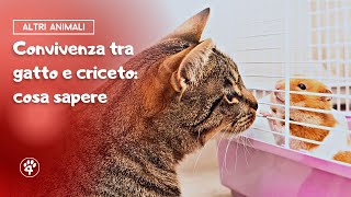 Convivenza tra gatto e criceto: cosa sapere | Amoreaquattrozampe.it