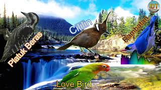 Download lagu Masteran Istimewa Cililin / Rambatan / Platuk Beras / Love Bird . ini sangat di cari pemain kicau mp3