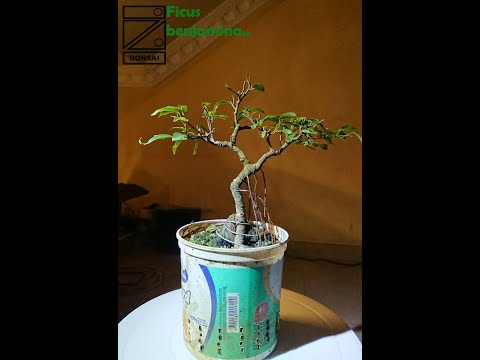 (Sri bonsai)Ficus Benjamina meme video 01,2023/10/10