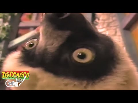 🐒Zoboomafoo 125 - Great Singers | HD | Full Episode 🐒🐦