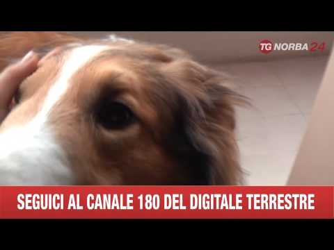 JERRY CANE AVVELENATO CON METALDEIDE SAN MARCO IN LAMIS