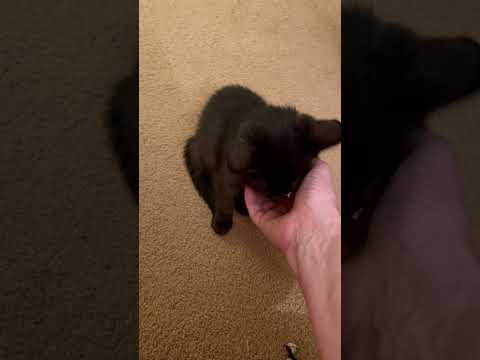 Video of adoptable pet named Brenna