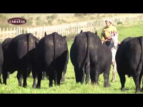 Toros Angus Negros - San José del Yaguarí - Remate 11 Octubre