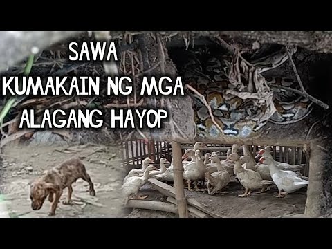 , title : 'Sawa kumakain ng mga alagang hayop | VenSon Cobra