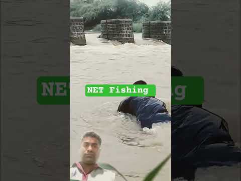 net fishing in Dame#wildlife #trending #animals #nature #fishing