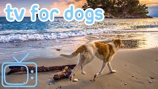 TVforDogs!HowtoRelaxMyDogTVwithCalmingMusic!