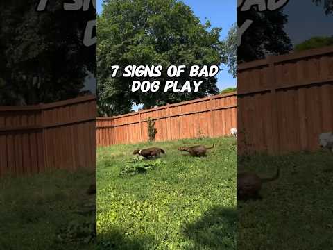 7 signs of BAD dog play. Dog fights & behavior training tips. #dog #dogtraining #dogpsychology