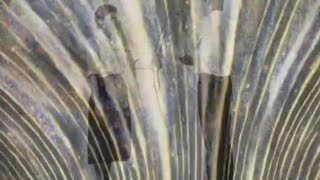 ✦  PORNO  ✦ by Arcade Fire ✶