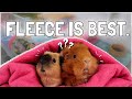 The Ultimate Guinea Pig Guide To Using FLEECE Bedding