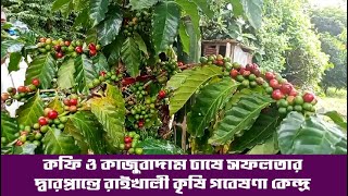 কফি ও কাজুবাদাম চাষে সফলতার দ্বারপ্রান্তে রাইখালী কৃষি গবেষণা কেন্দ্র।