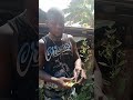 Love Spell Leaves Miracle Leaves