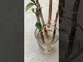 How To Grow Hybrid Hibiscus Plant In Water Hibiscus Cutting