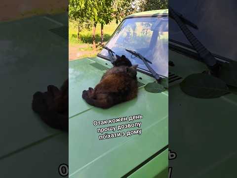 Антиугон від Багіри🤗 #village #cat #милота #animals #село #funny #cute #cutecat #kitten #котики