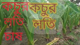 কচুর লতিচাষ