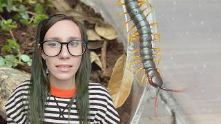 Rehousing Your WORST NIGHTMARE.. My Centipedes